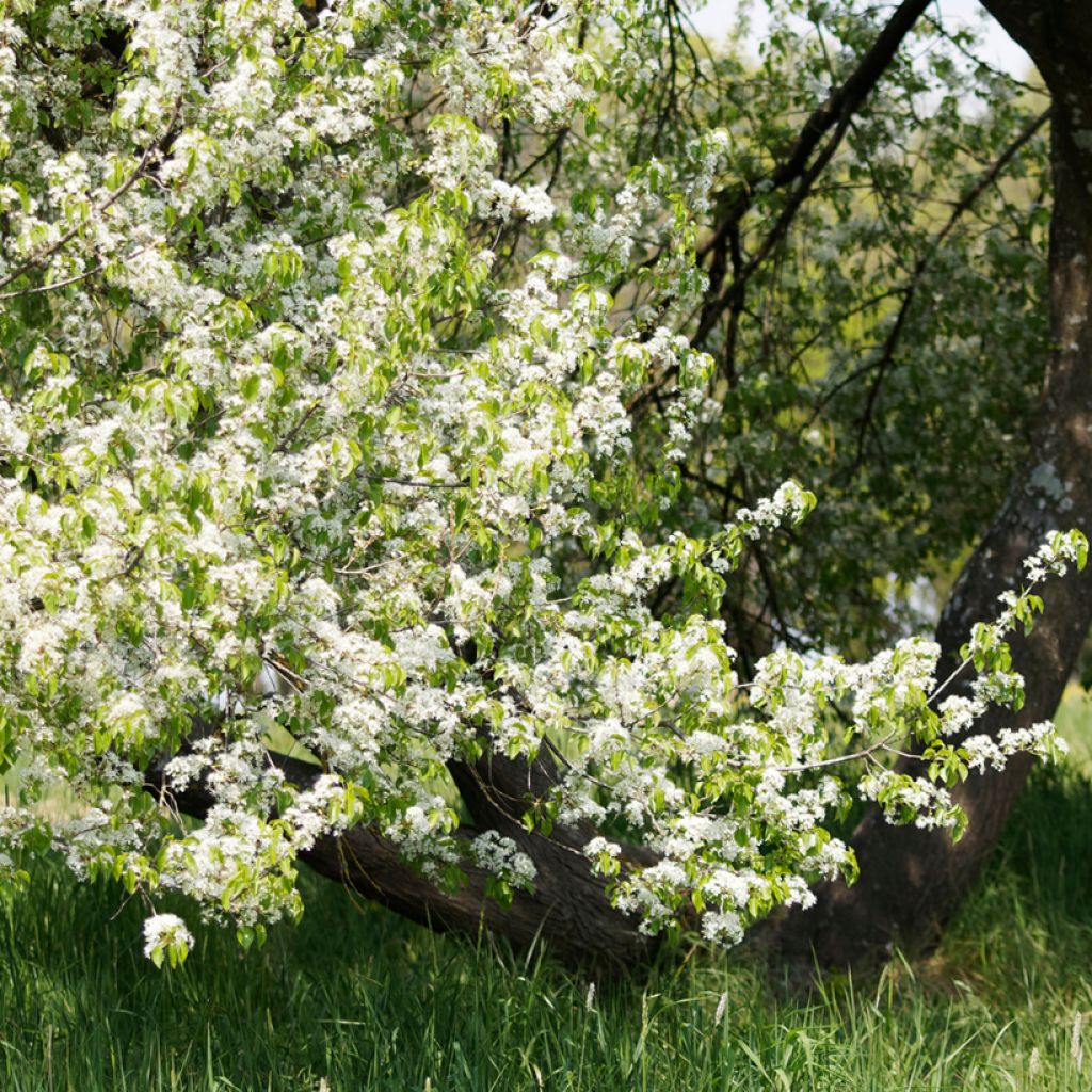 Prunus mahaleb 