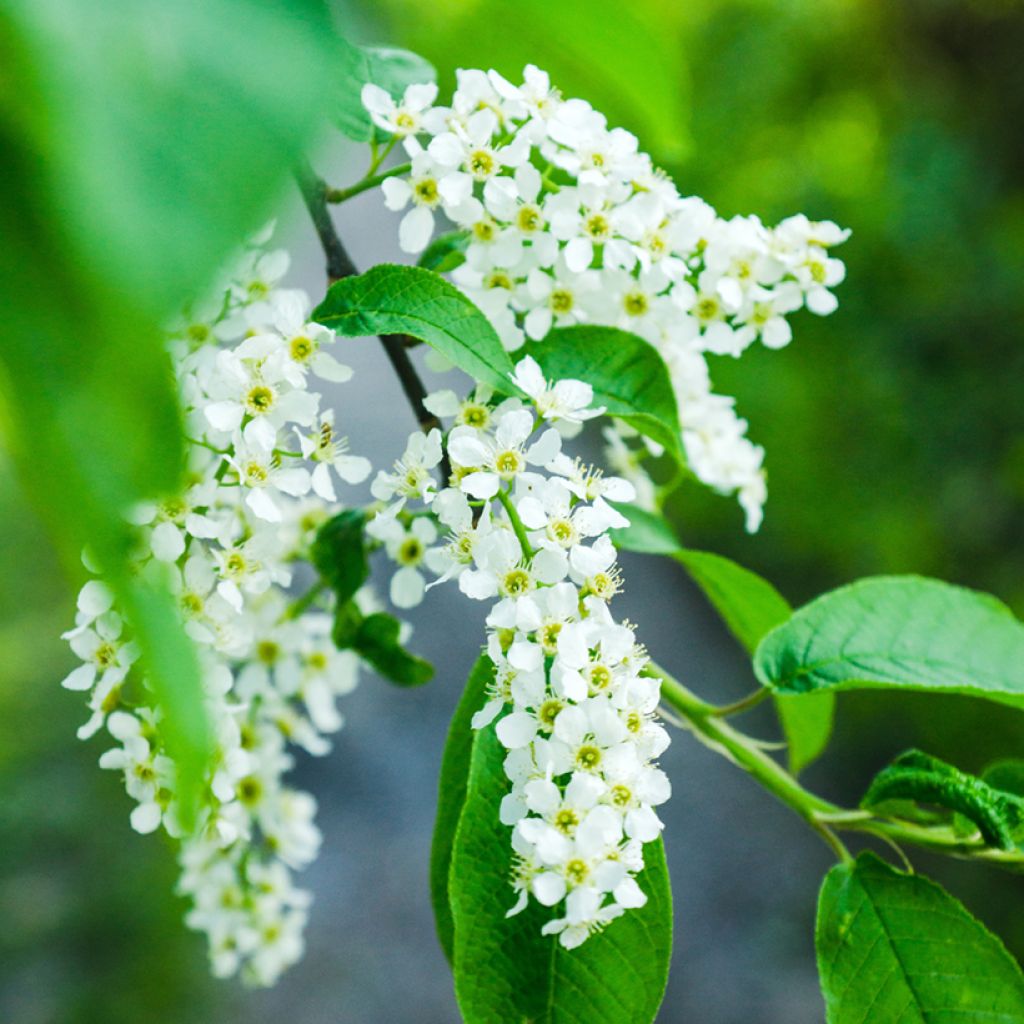 Prunus padus 