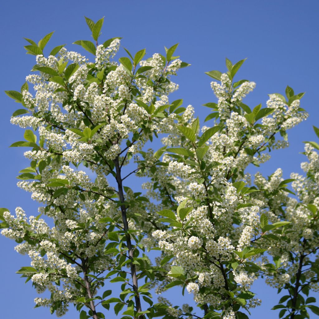 Prunus padus Nana - Bird cherry