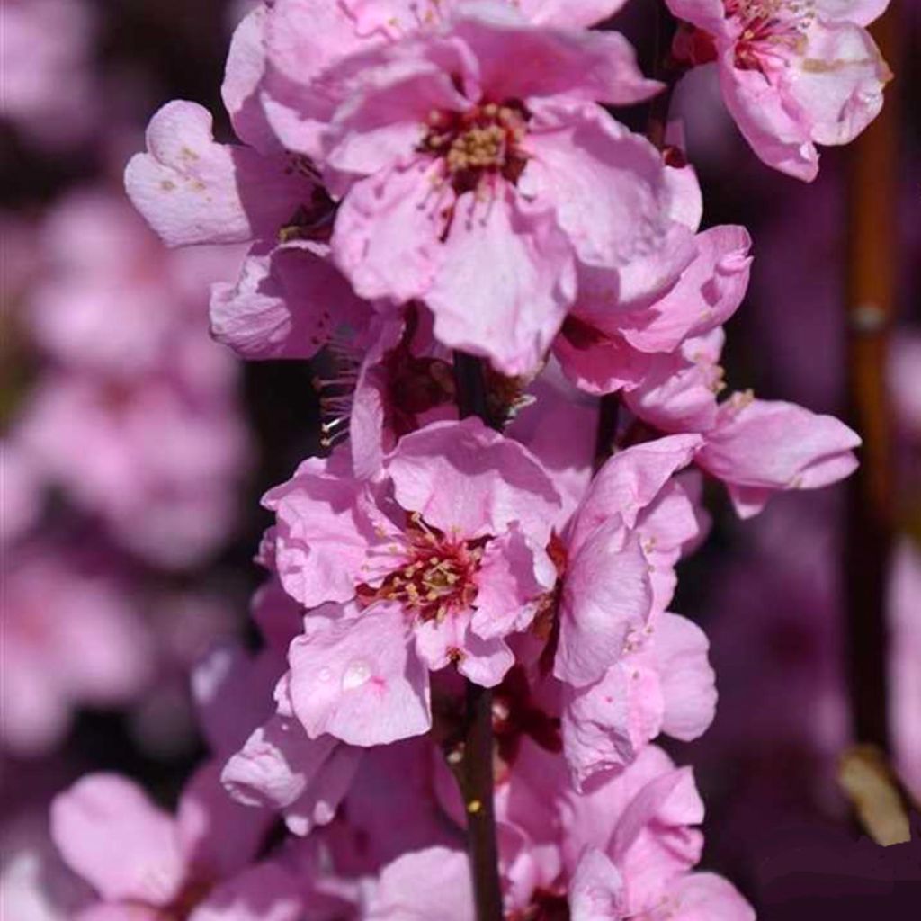 Prunus persica Spring Glow - Ornamental peach tree