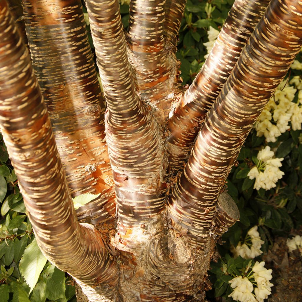 Prunus rufa - Himalayan cherry