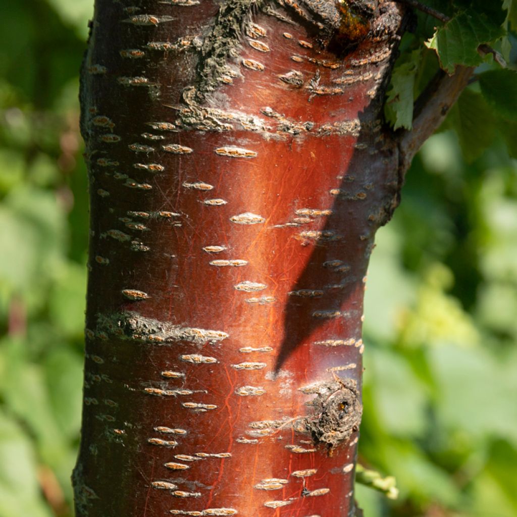 Prunus rufa - Himalayan cherry