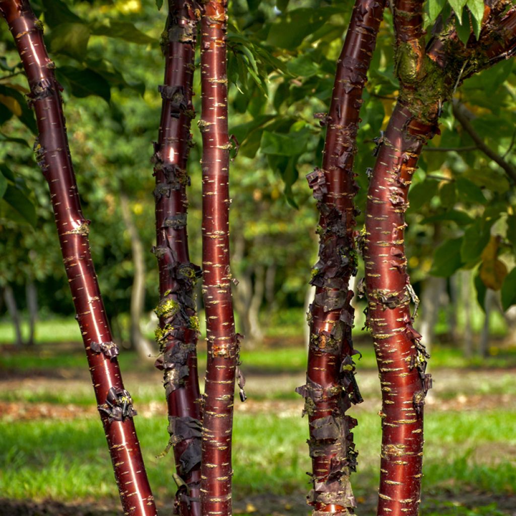 Prunus serrula Amber Scots - Tibetan Cherry