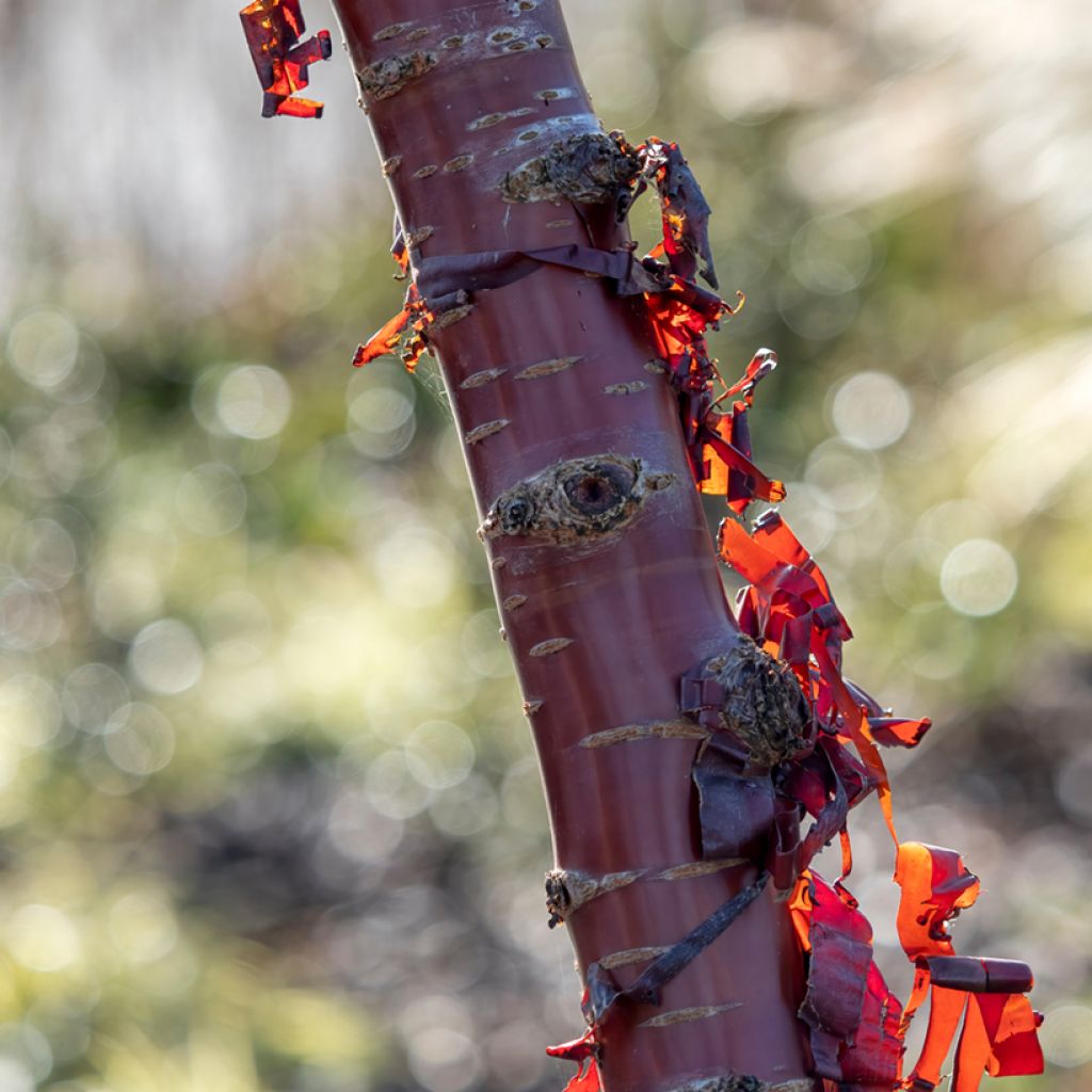 Prunus serrula - Tibetan Cherry