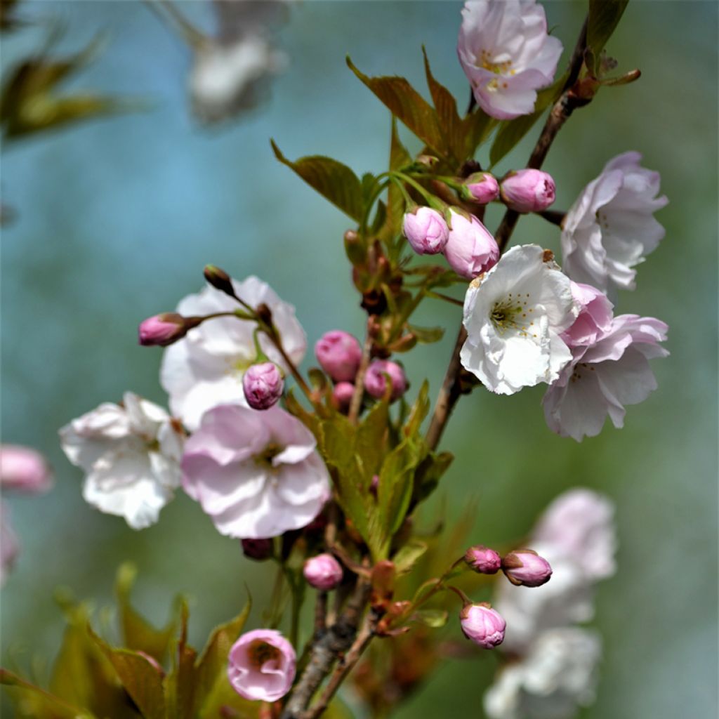 Prunus serrulata Amanogawa - Japanese Cherry