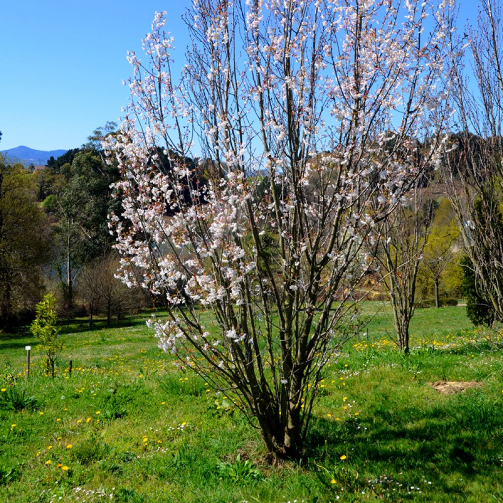 Prunus serrulata Amanogawa - Japanese Cherry