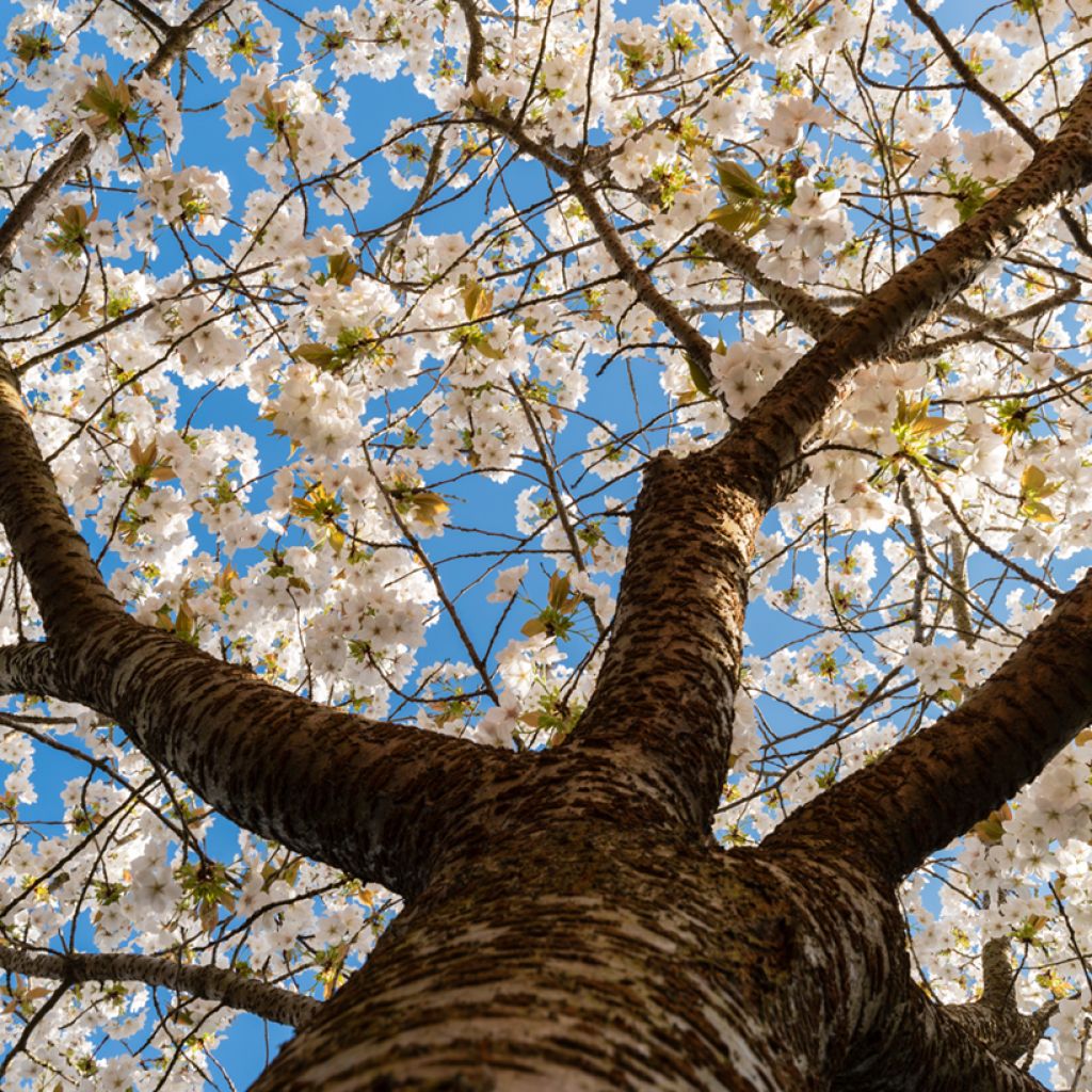 Prunus serrulata Tai haku - Japanese Cherry