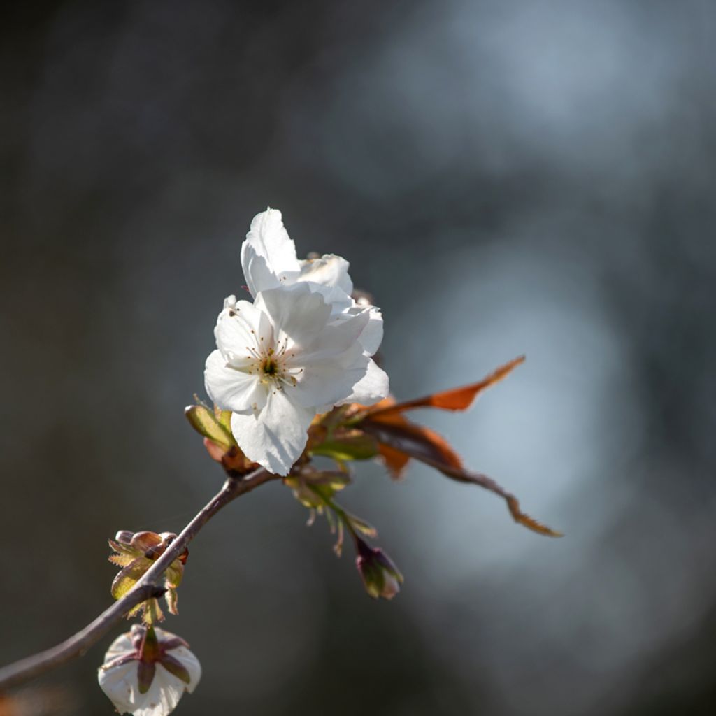 Prunus serrulata Tai haku - Japanese Cherry