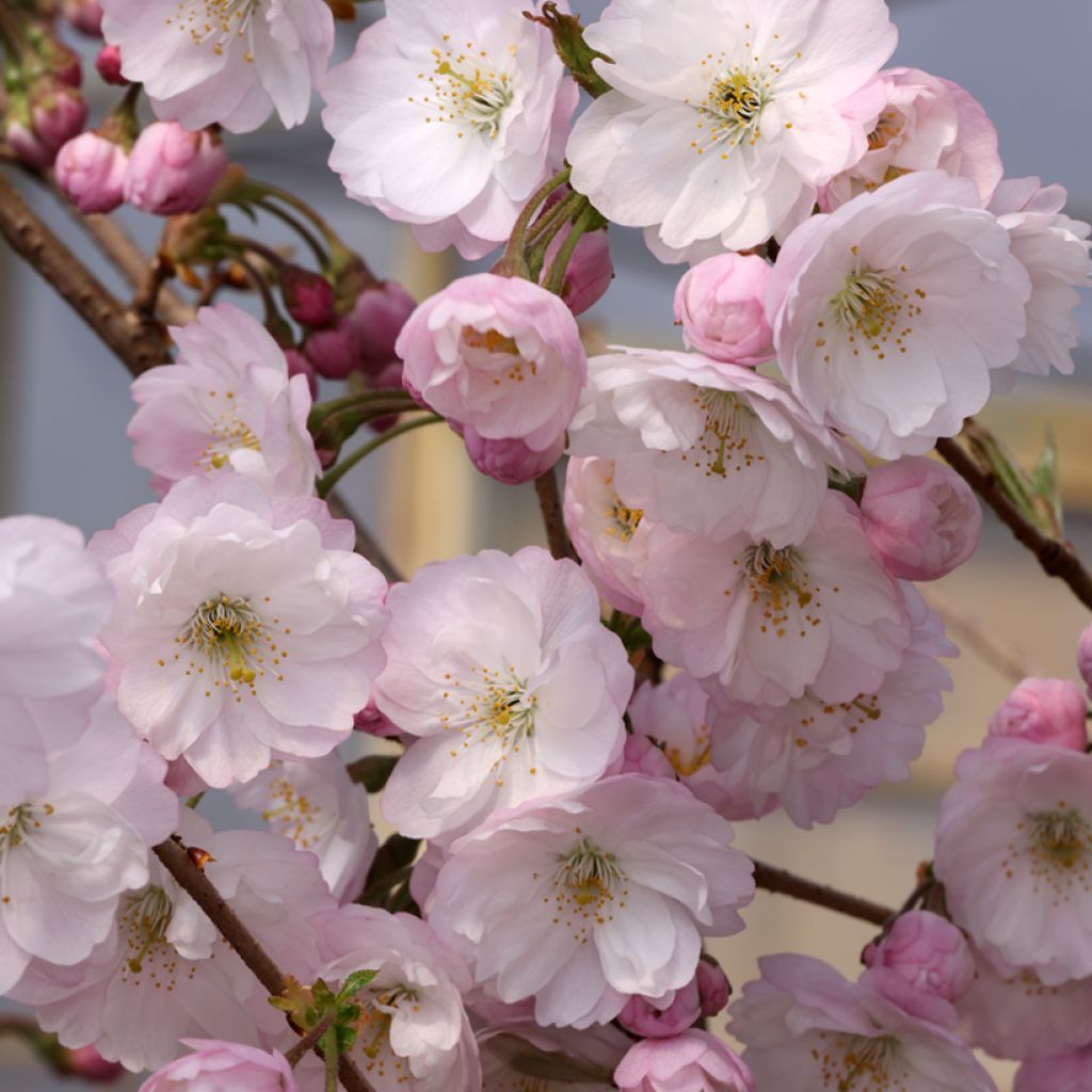 Prunus x subhirtella Dahlem - Autumn Cherry