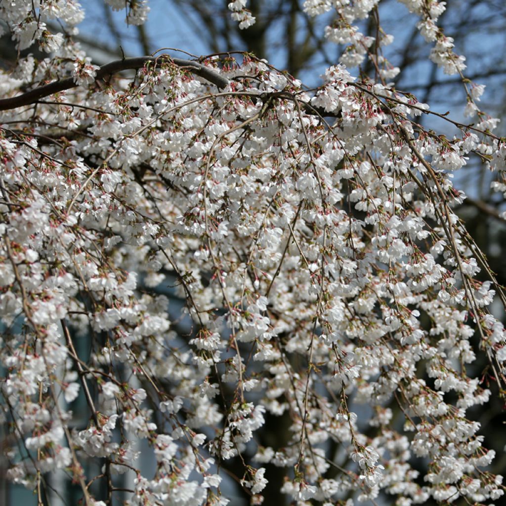 Prunus yedoensis Ivensii - Yoshino Cherry