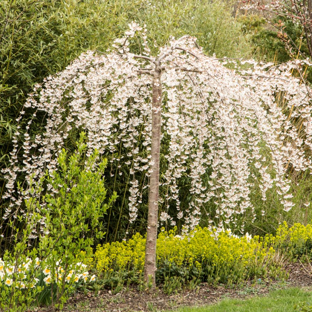 Prunus yedoensis Ivensii - Yoshino Cherry