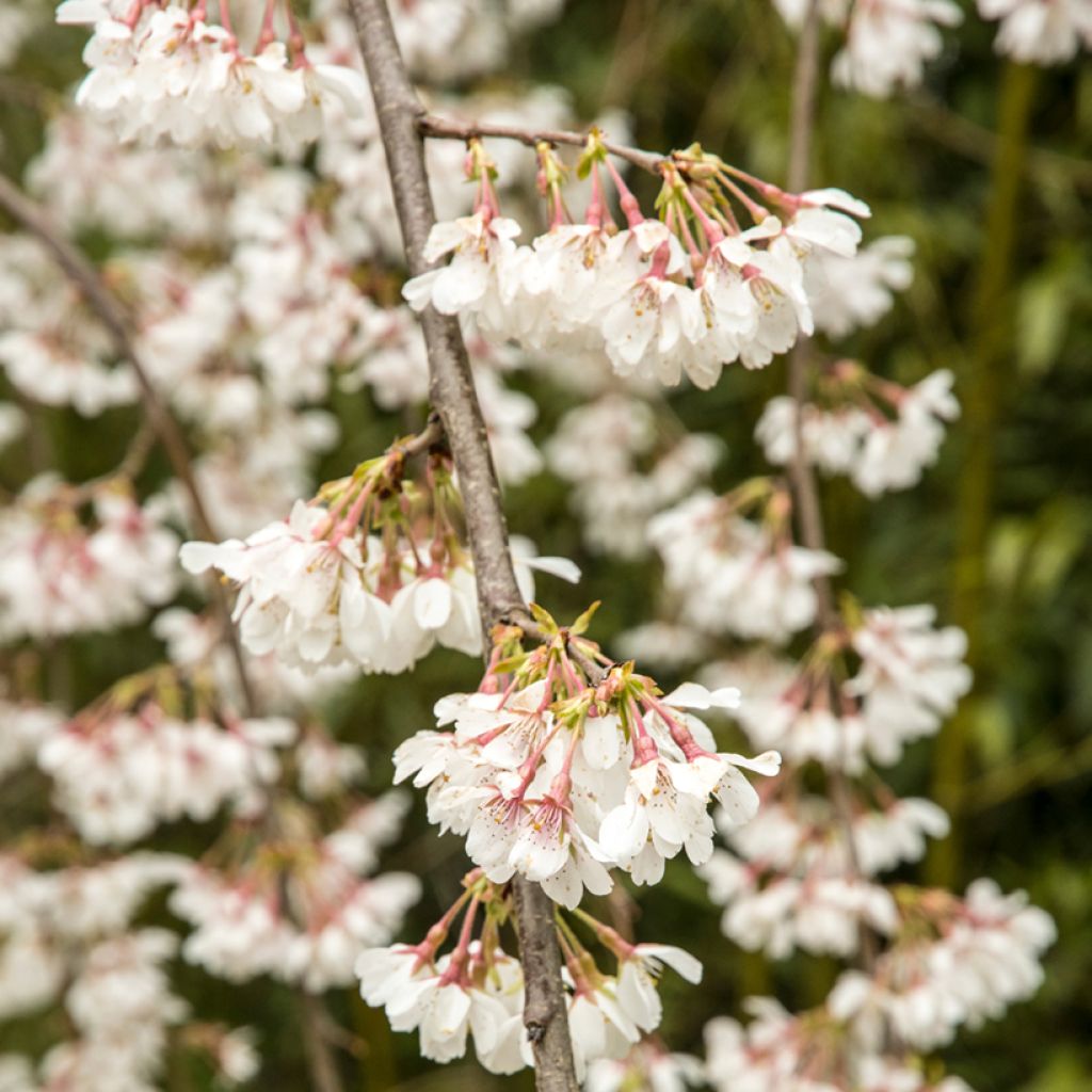 Prunus yedoensis Ivensii - Yoshino Cherry