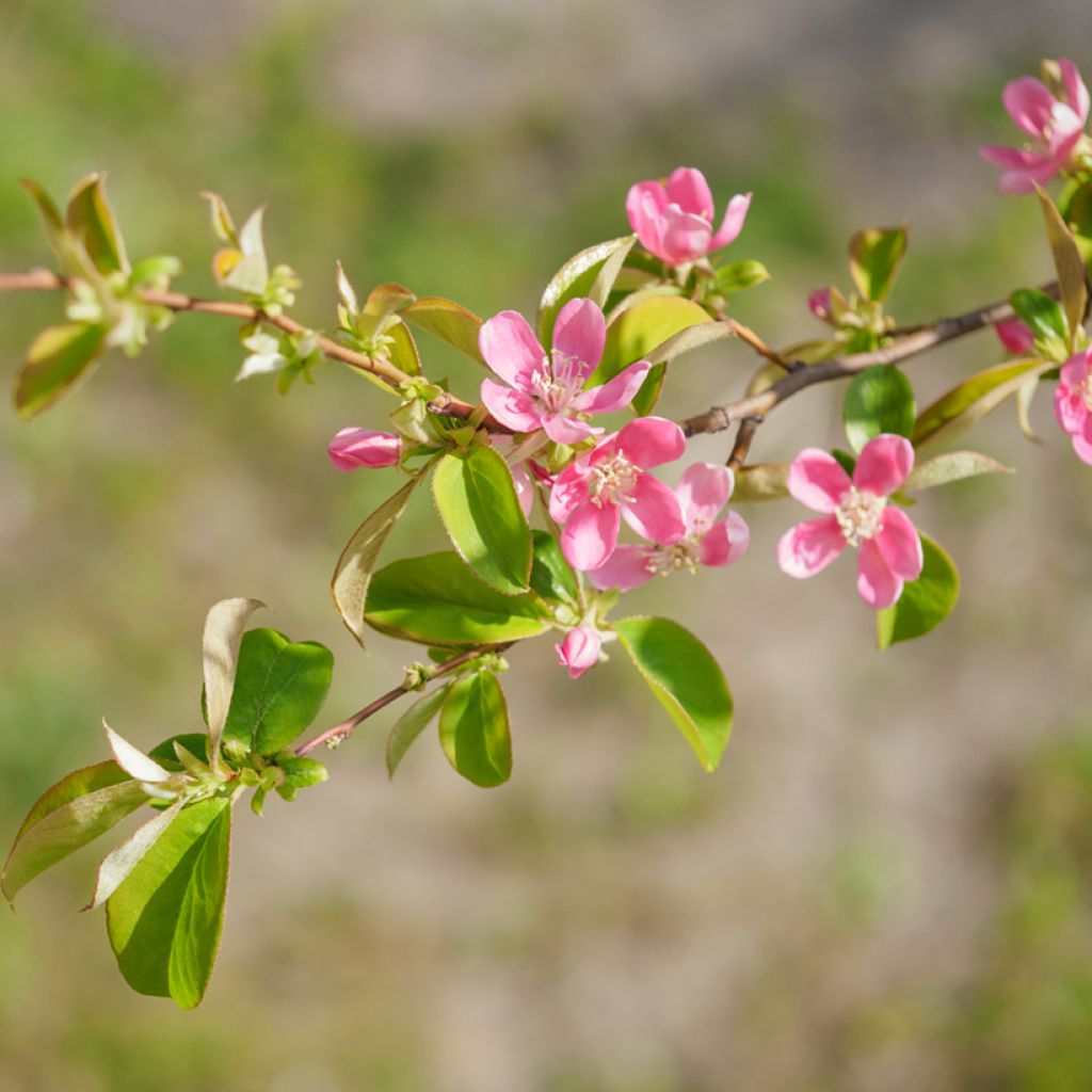 Pseudocydonia sinensis