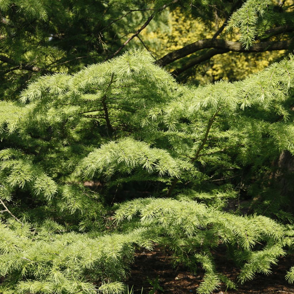 Pseudolarix amabilis - Golden Larch