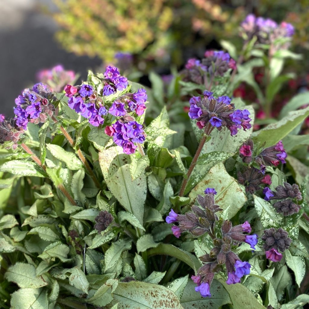 Pulmonaria Diane Clare - Lungwort