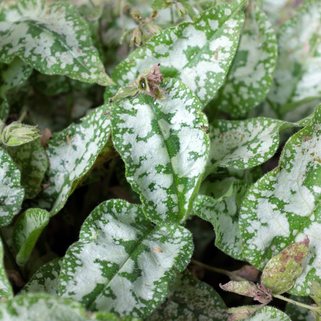 Pulmonaria Diane Clare - Lungwort