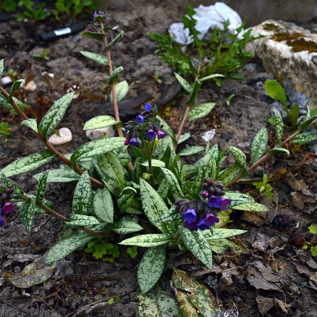 Pulmonaria Margery Fish - Lungwort