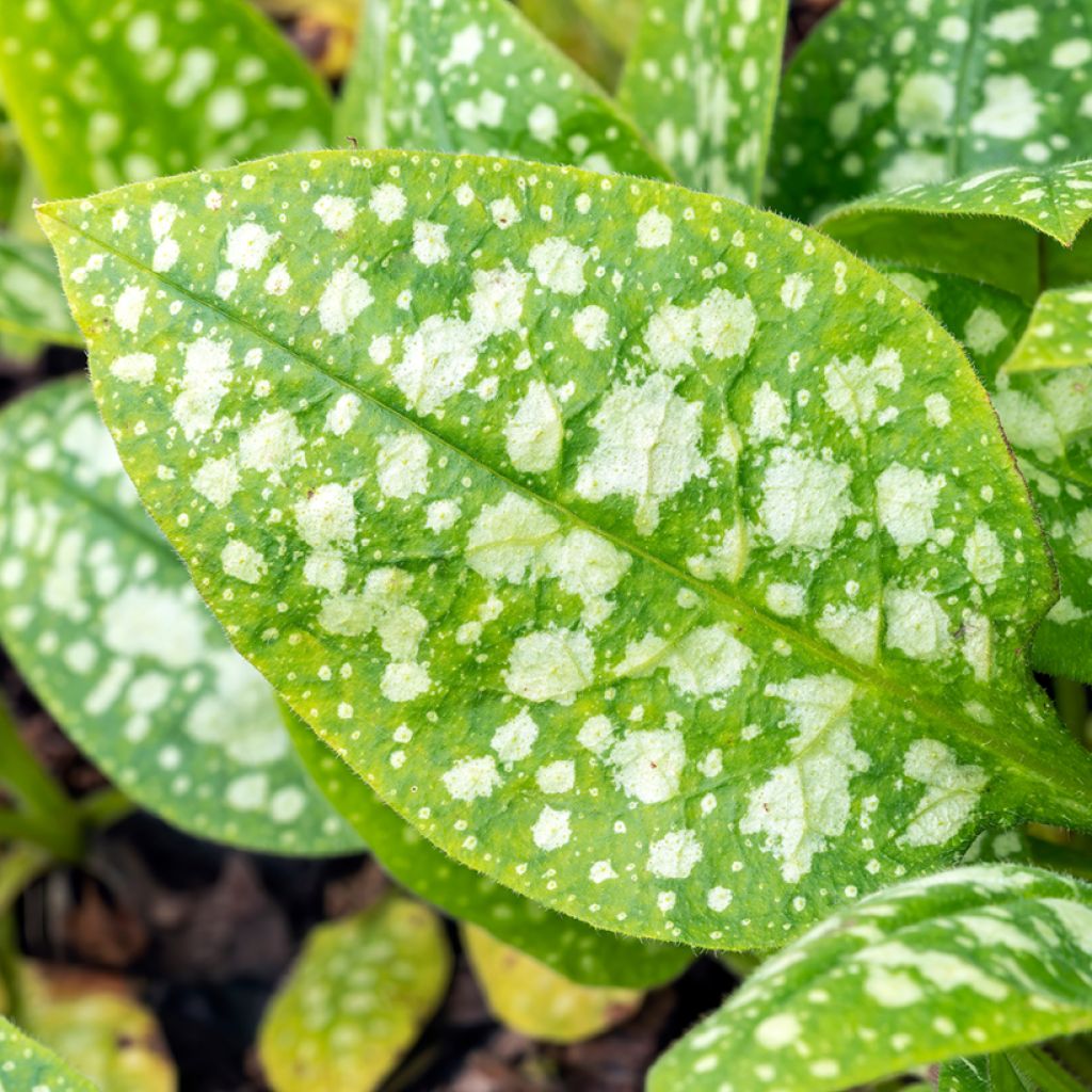 Pulmonaria Sissinghurst White - Lungwort