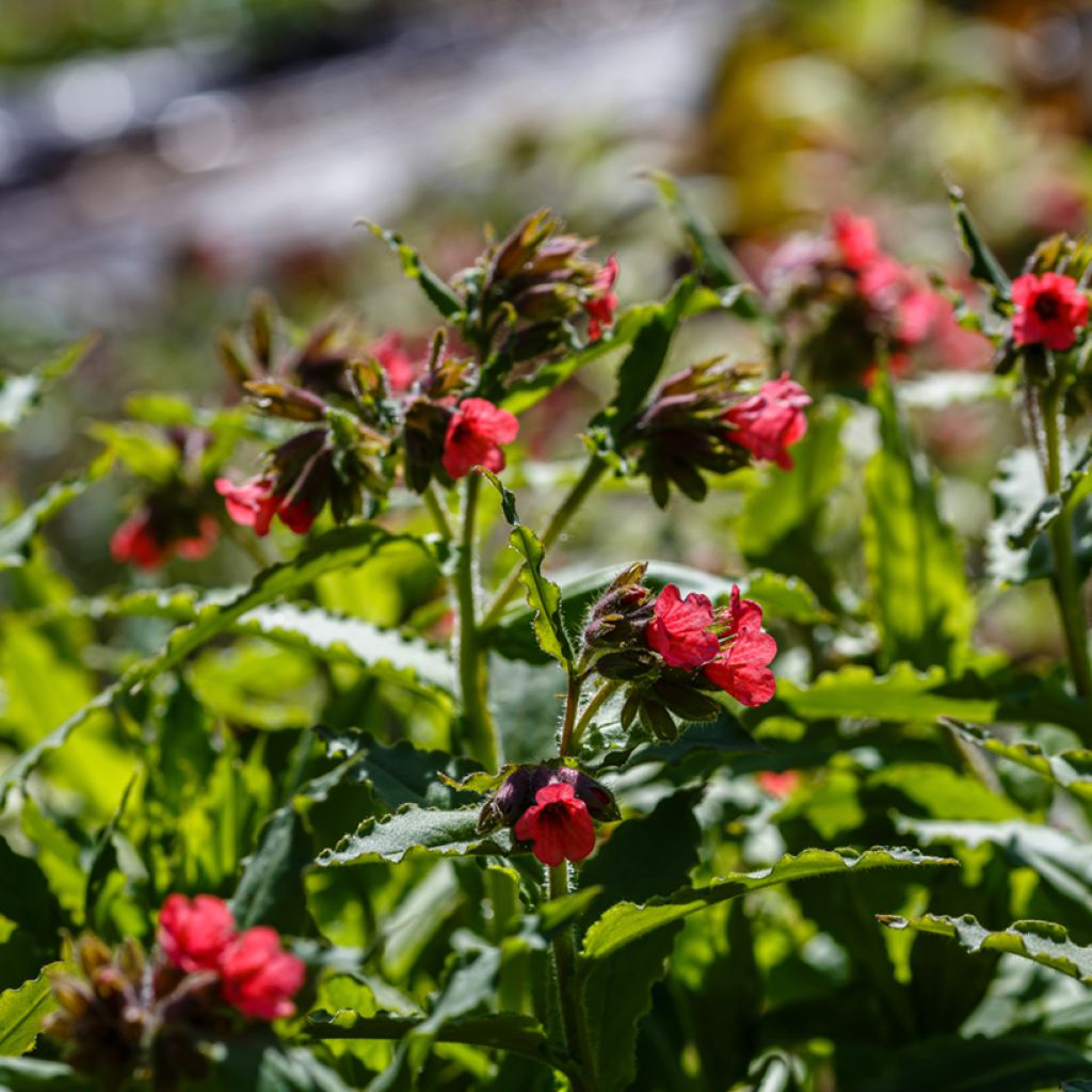 Pulmonaria rubra - Lungwort