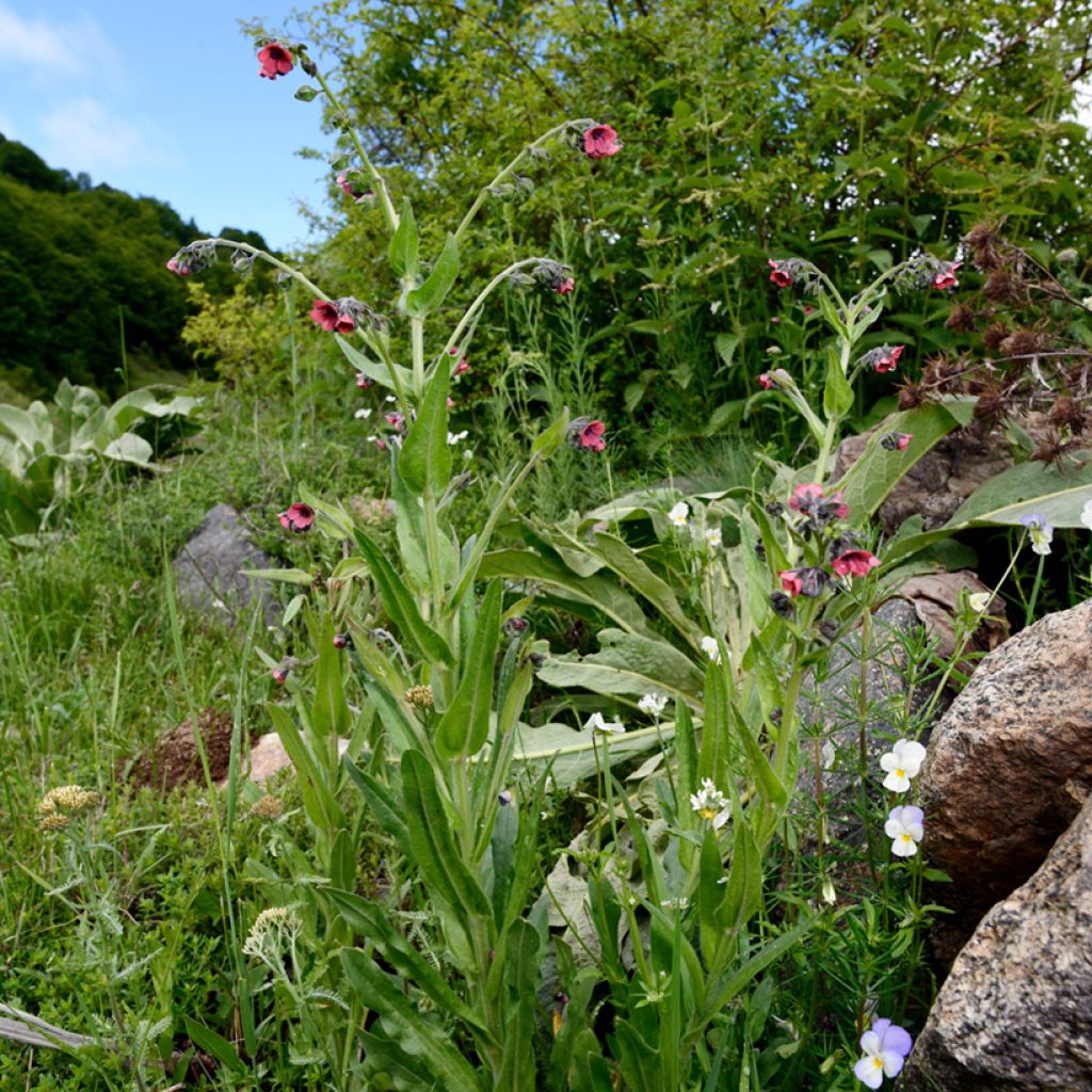 Pulmonaria rubra - Lungwort