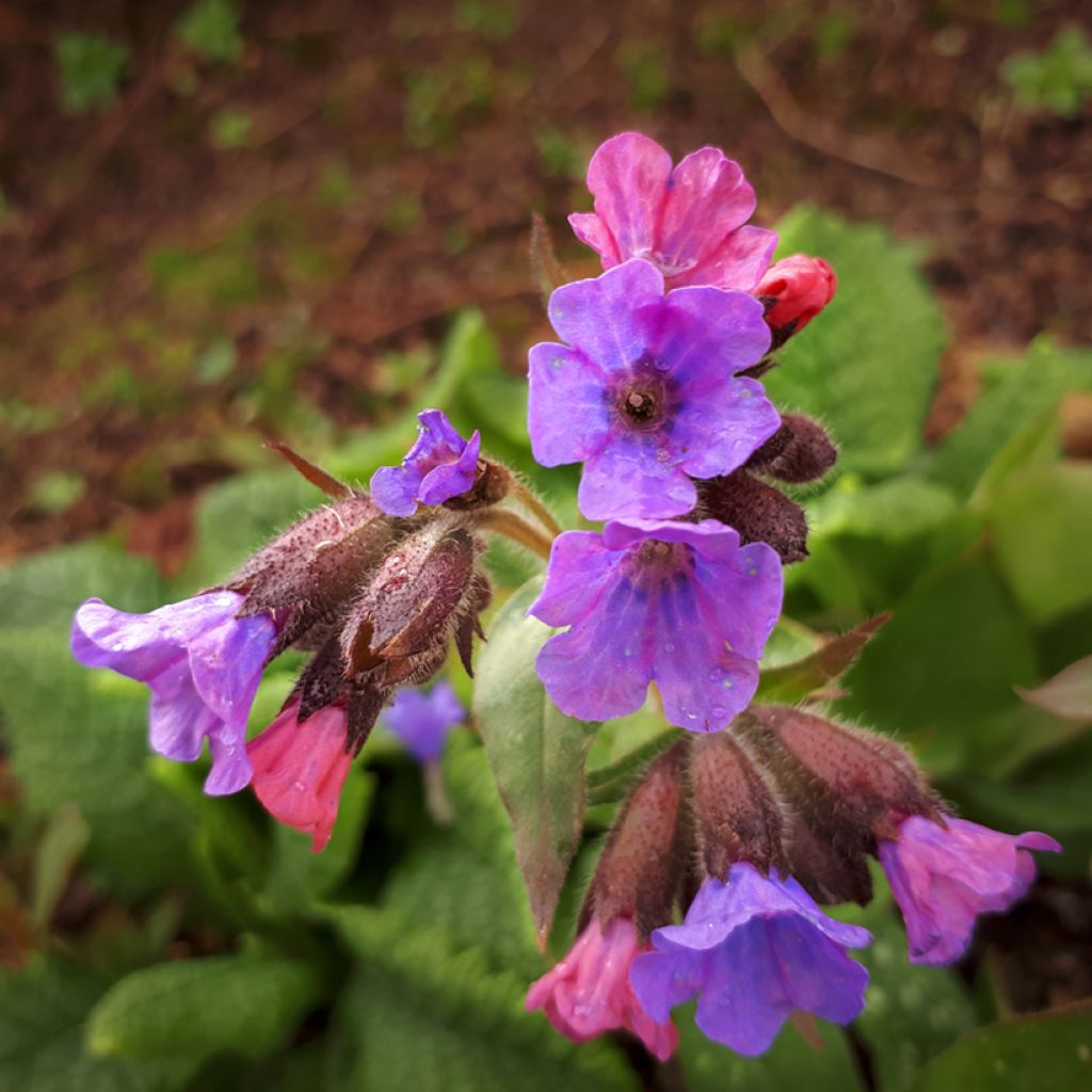 Pulmonaria saccharata Mrs Moon - Lungwort