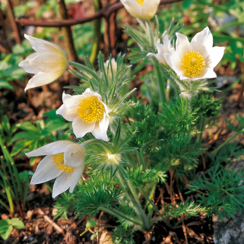 Pulsatilla vulgaris Alba - Pasqueflower