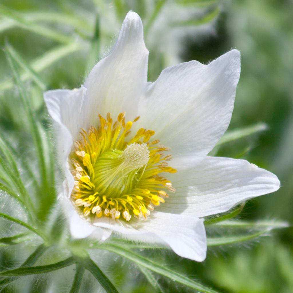 Pulsatilla vulgaris Alba - Pasqueflower