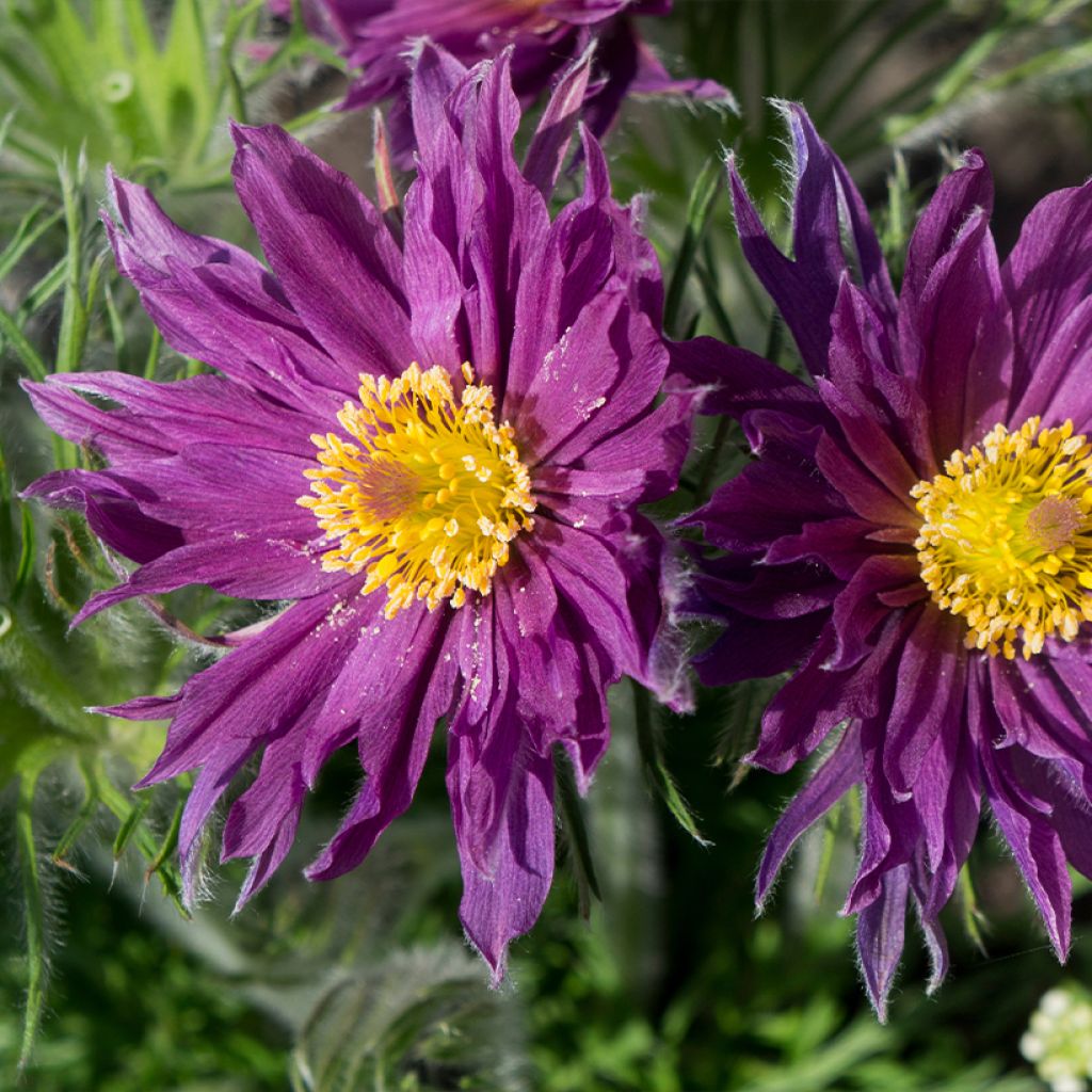 Pulsatilla vulgaris Papageno - Pasqueflower