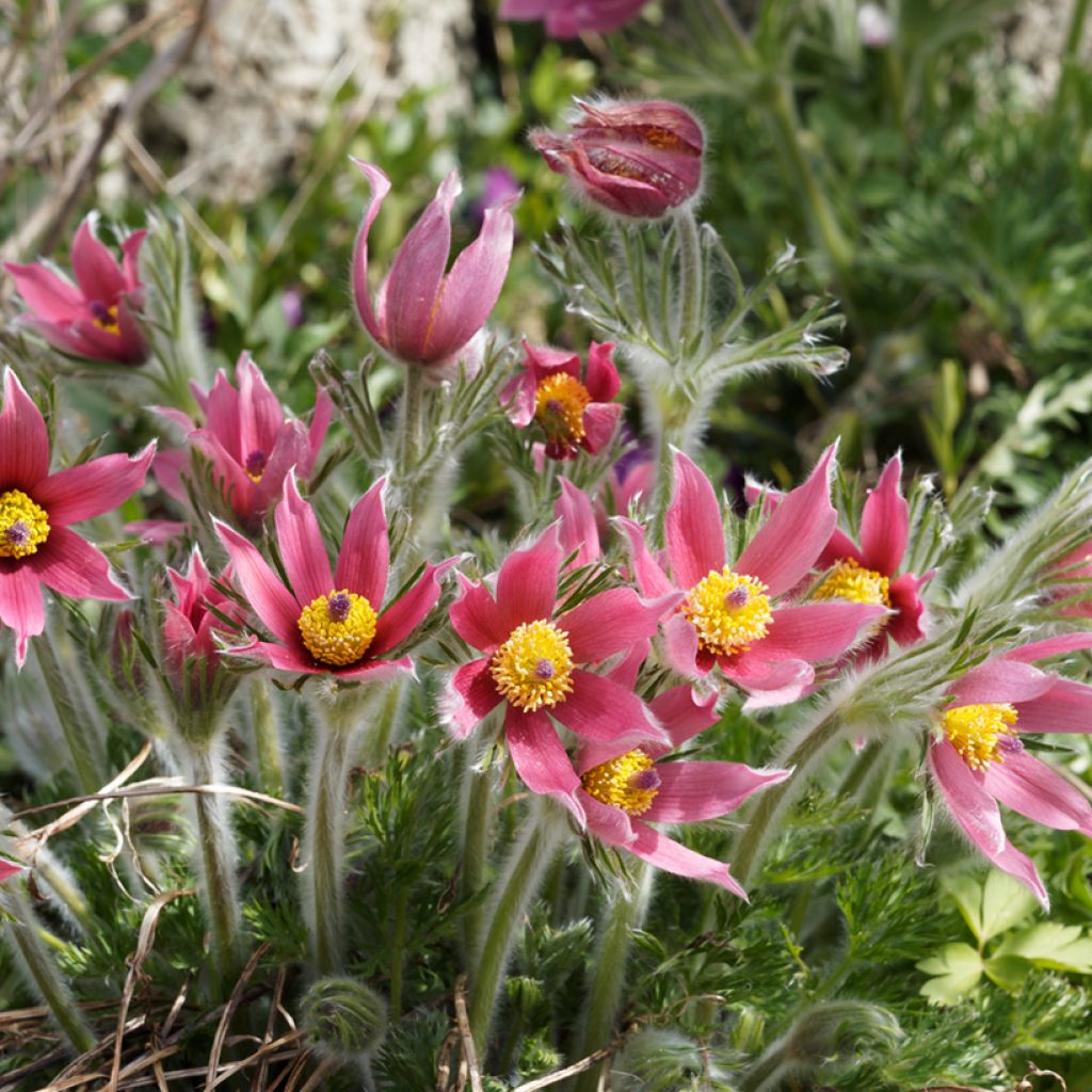 Pulsatilla vulgaris Röde Klokke - Pasqueflower