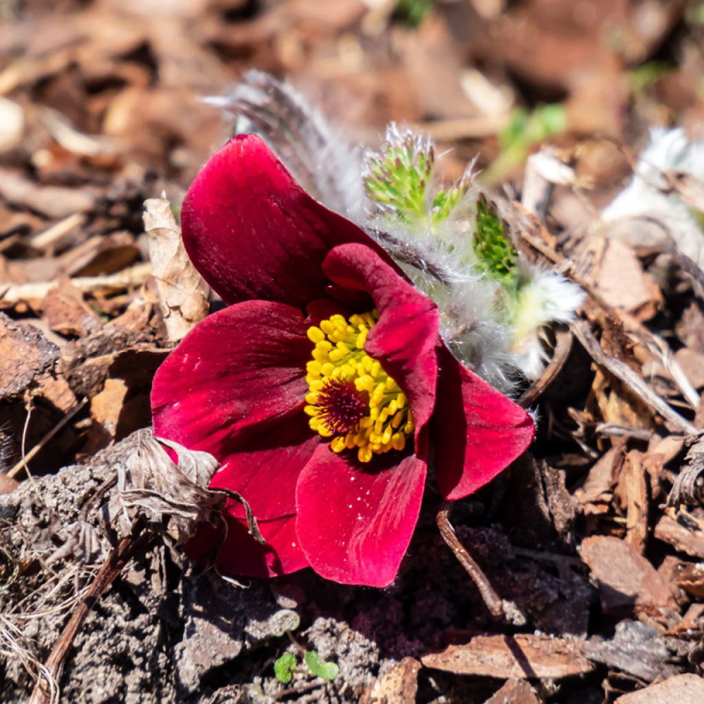 Pulsatilla vulgaris Röde Klokke - Pasqueflower