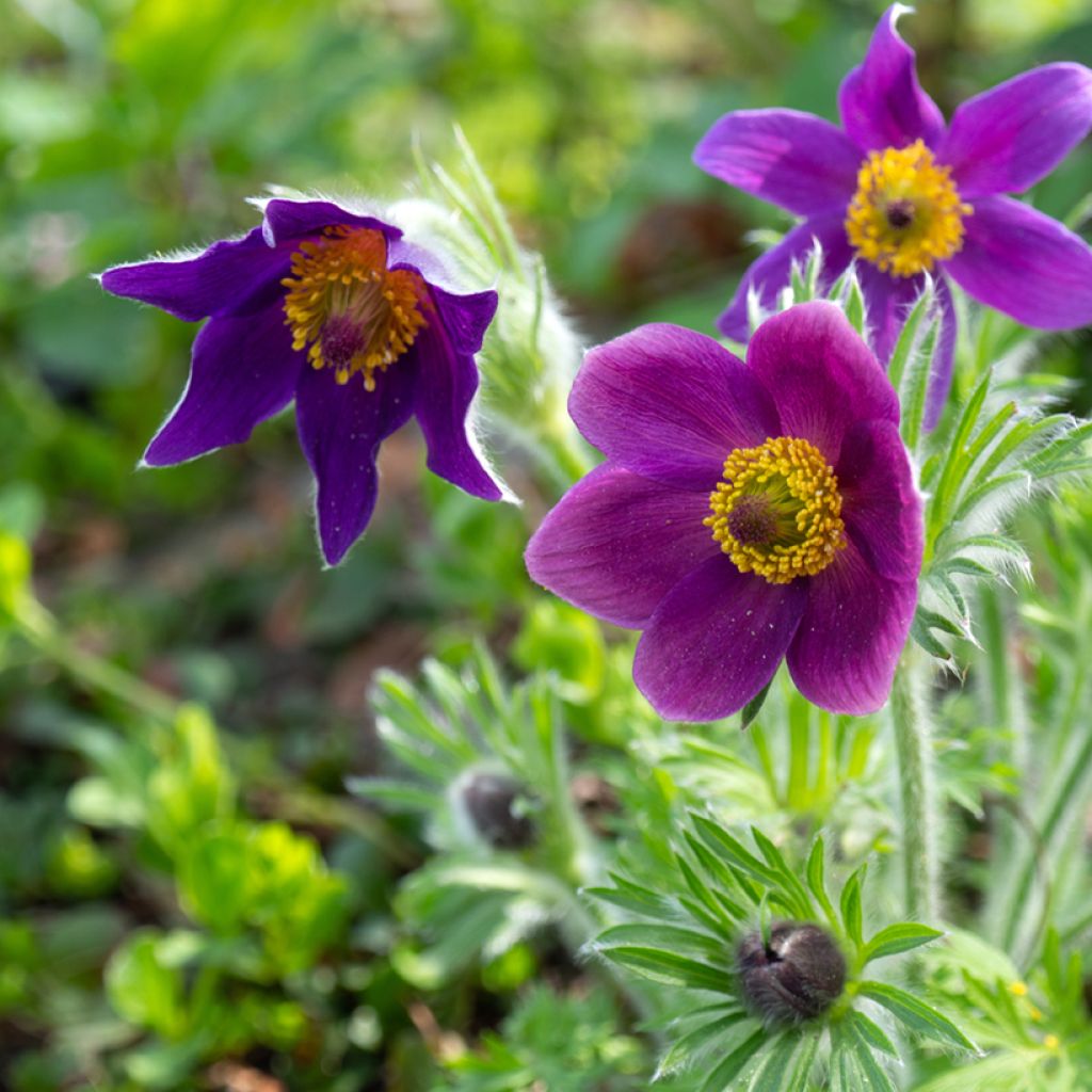 Pulsatilla vulgaris Violet - Pasqueflower