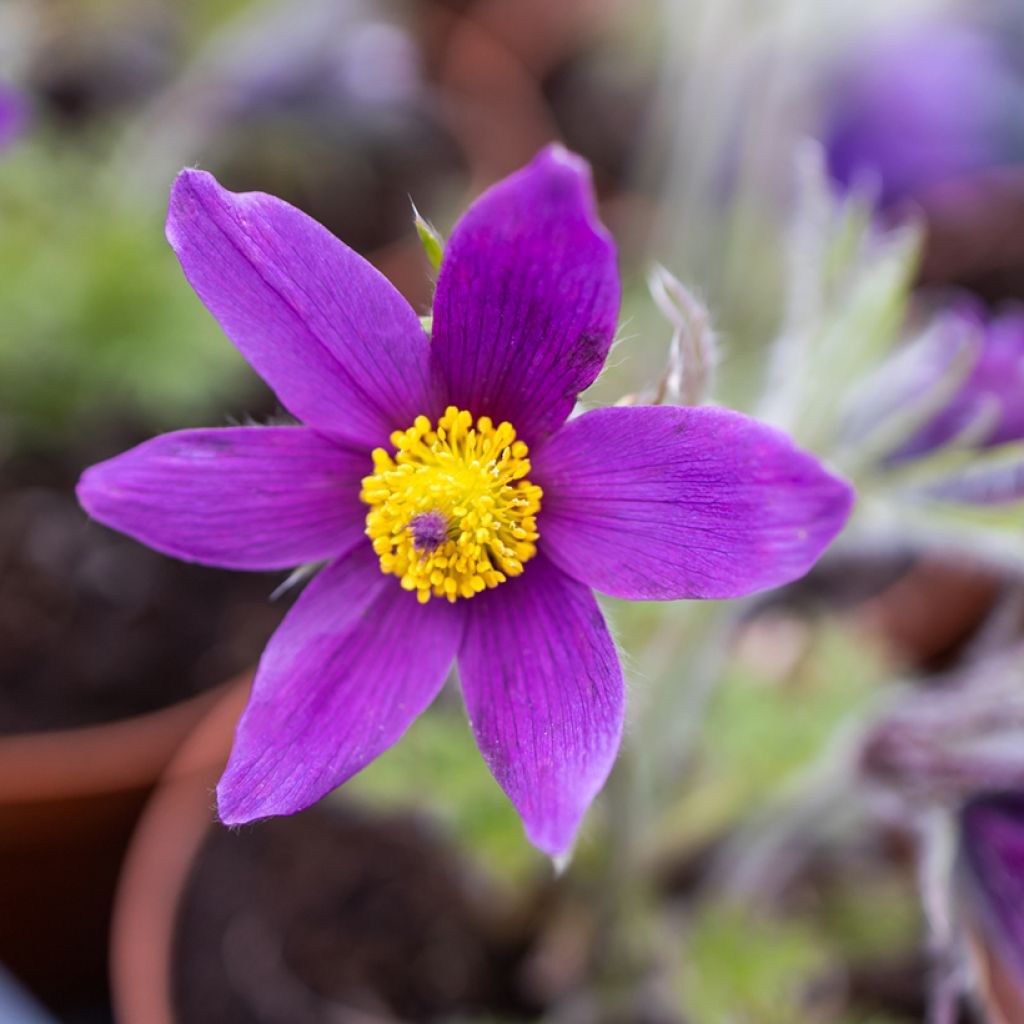 Pulsatilla vulgaris Violet - Pasqueflower