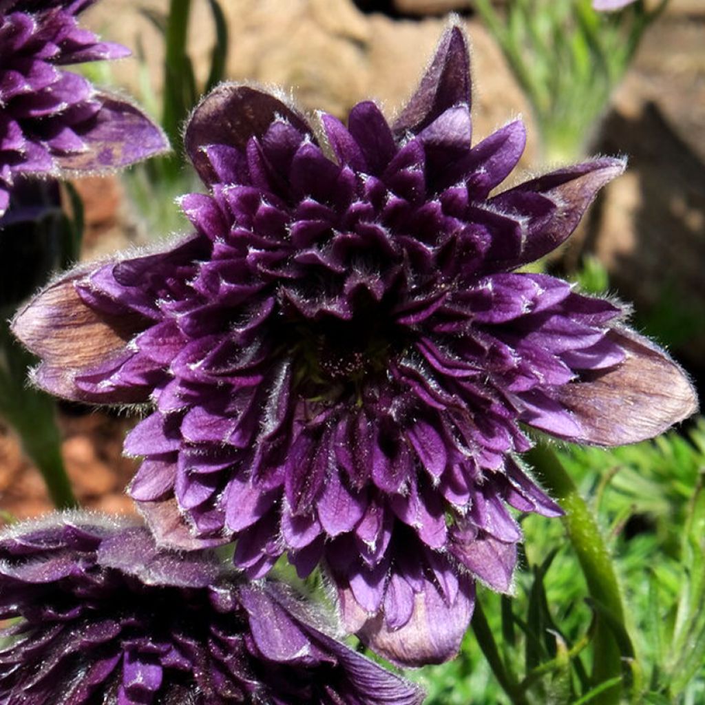 Pulsatilla vulgaris Fairy Dreams - Anémone pulsatille