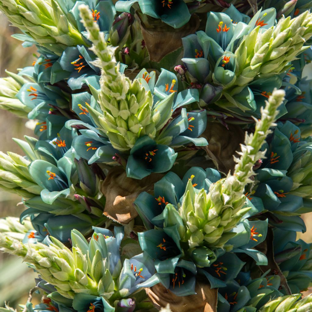 Puya berteroniana