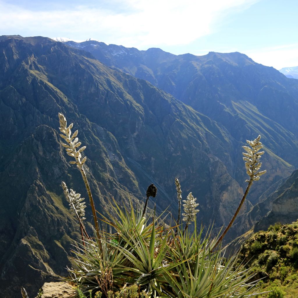 Puya weberbaueri