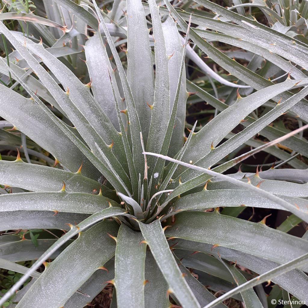 Puya weberiana