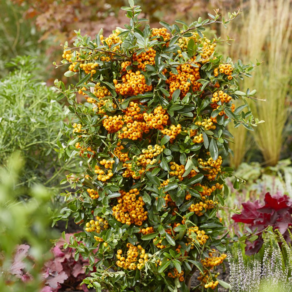 Pyracantha coccinea Sunny Star