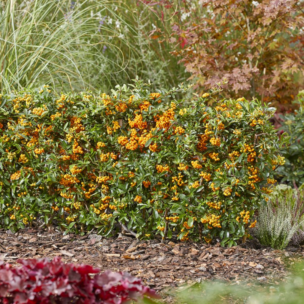 Pyracantha coccinea Sunny Star