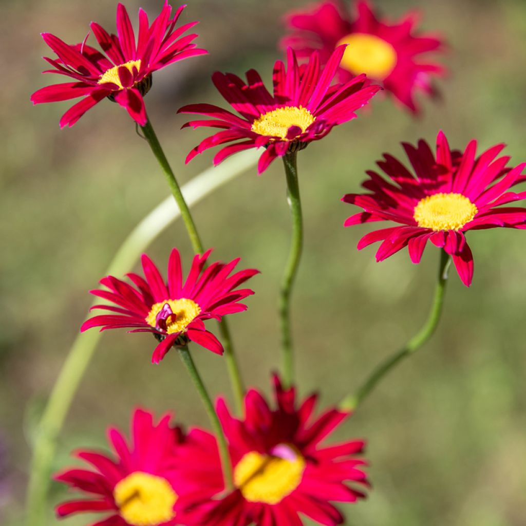 Tanacetum coccineum Robinsons Red