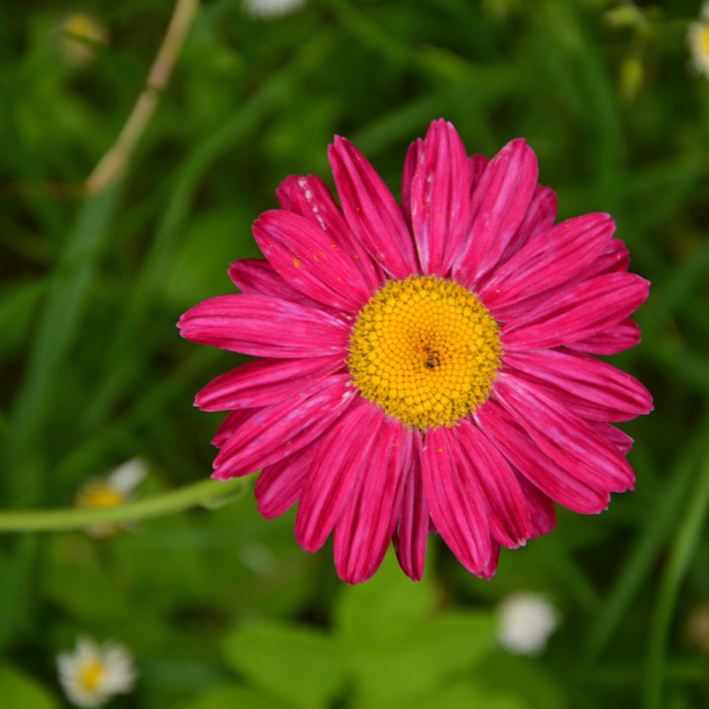 Tanacetum coccineum Robinsons Red