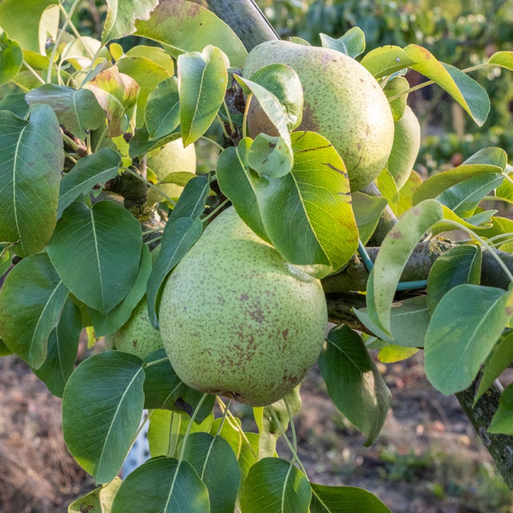 Pyrus communis Grise Bonne - Pear Tree