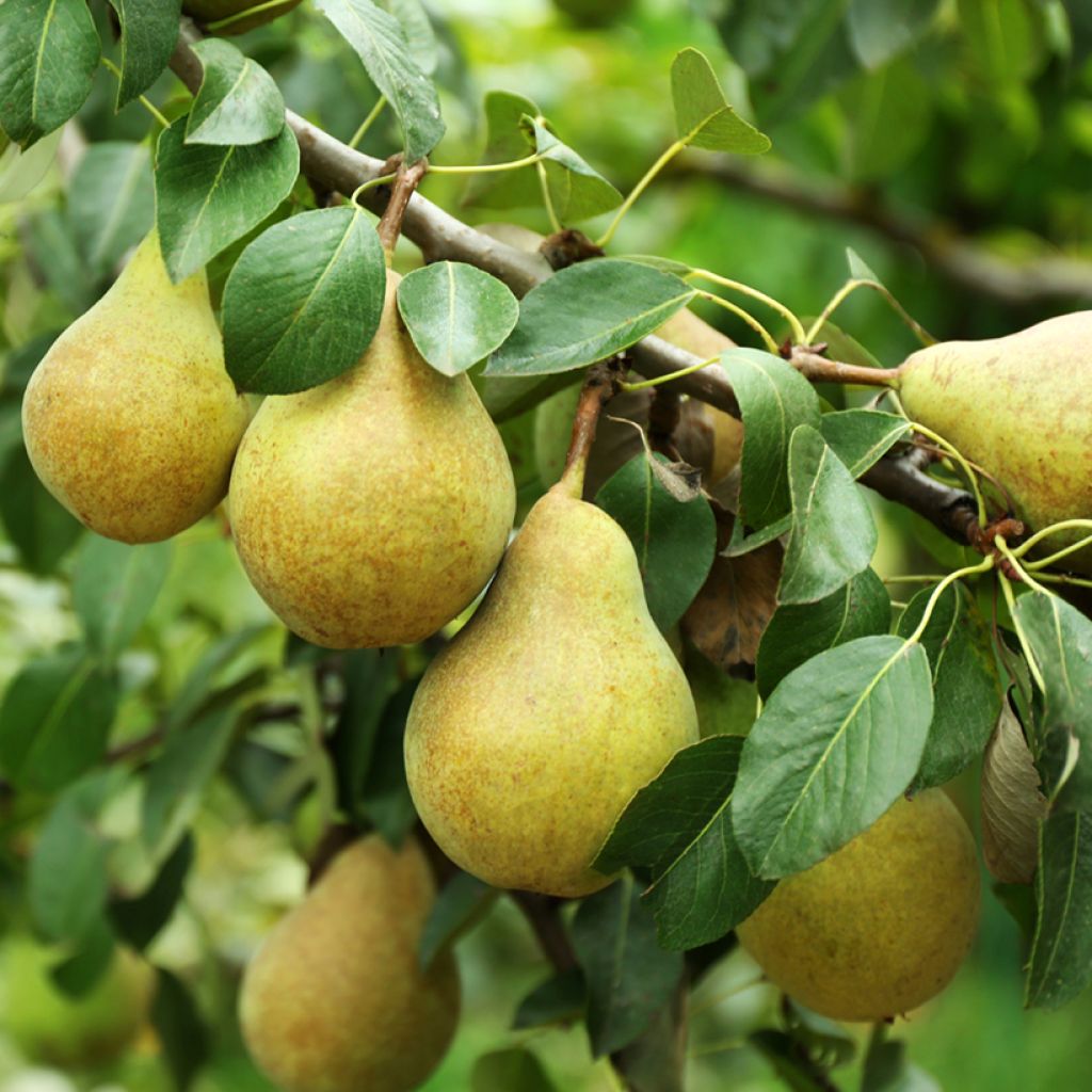 Pyrus communis Beurré Alexandre Lucas - Pear Tree