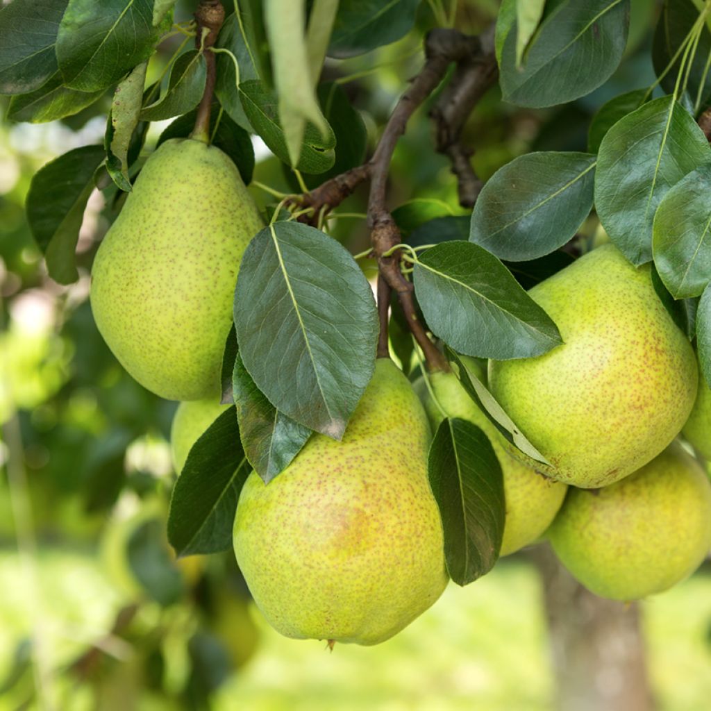 Pyrus communis Beurré Alexandre Lucas - Pear Tree