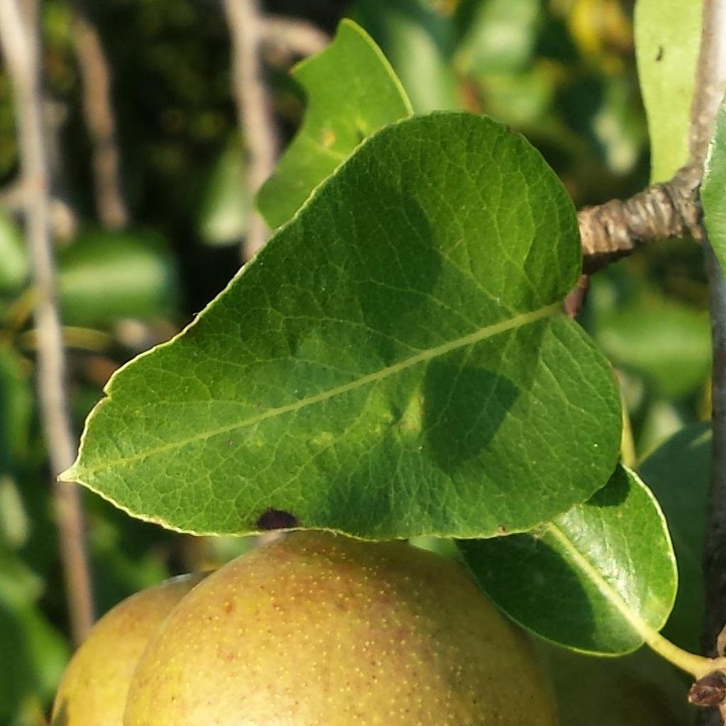 Pyrus pyraster 