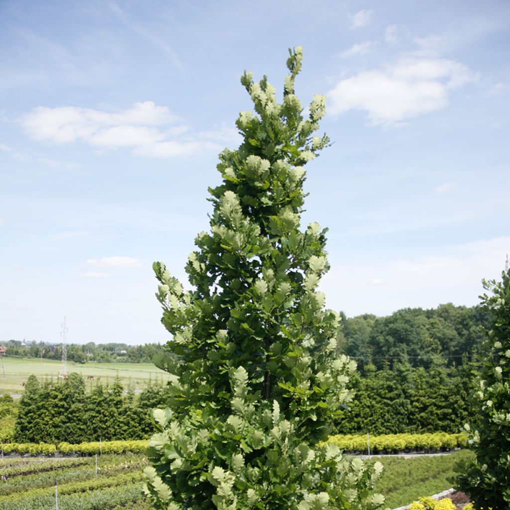 Quercus Monument - Oak