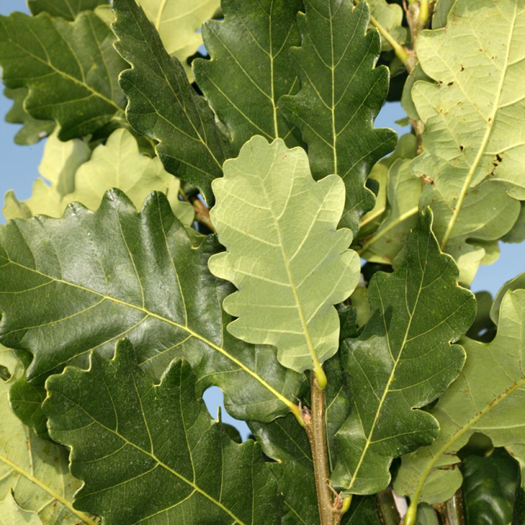 Quercus Monument - Oak