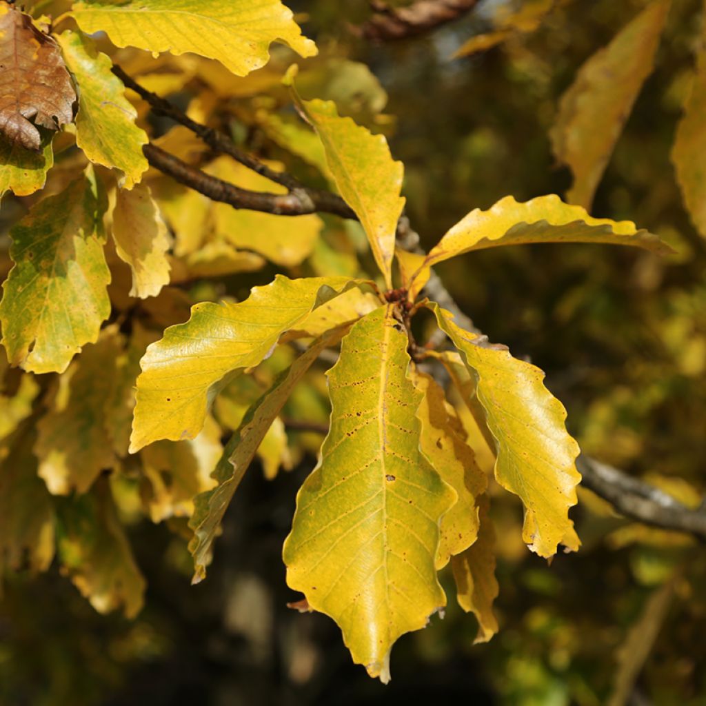 Quercus aliena - Galcham Oak