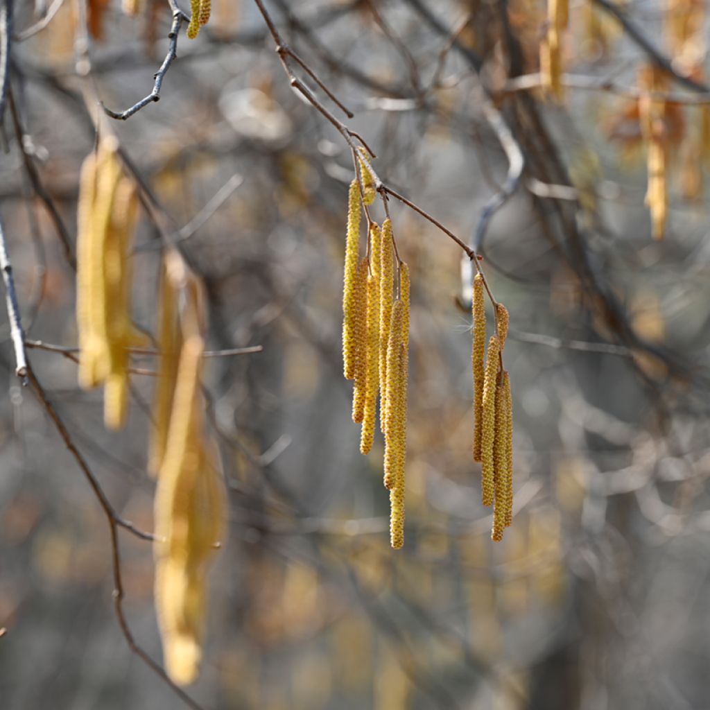 Quercus aliena - Galcham Oak