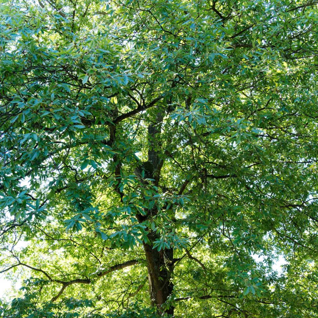 Quercus cerris