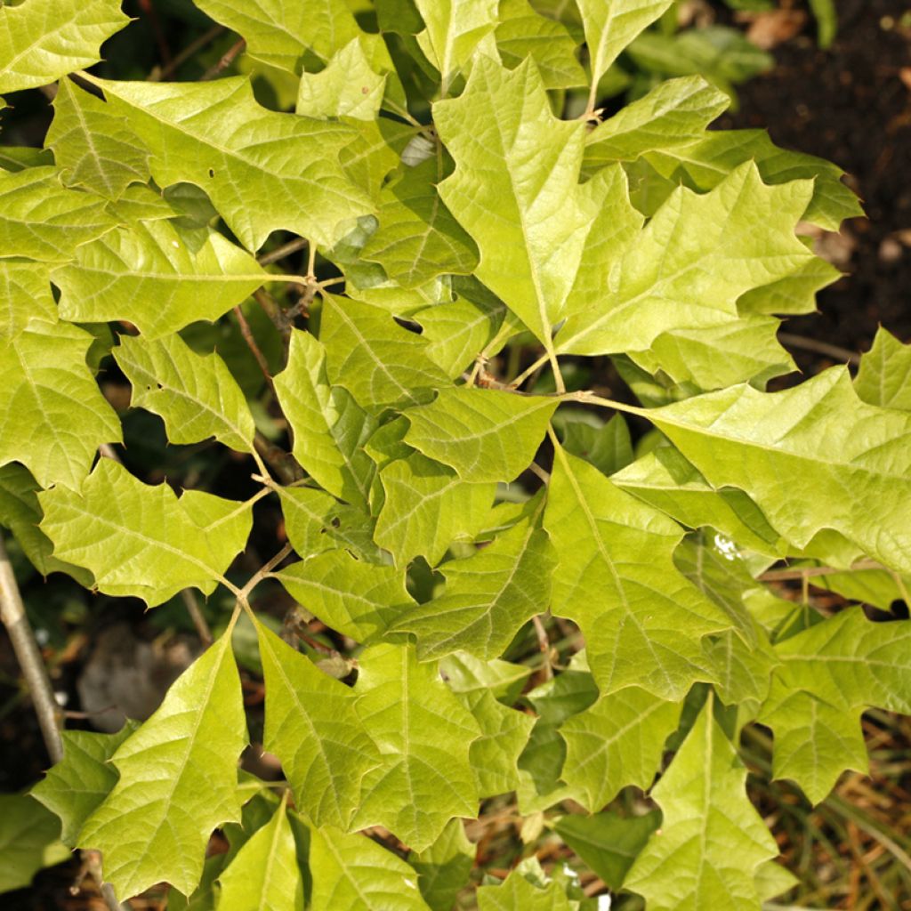 Quercus ilicifolia Tromp Ball - Bear Oak